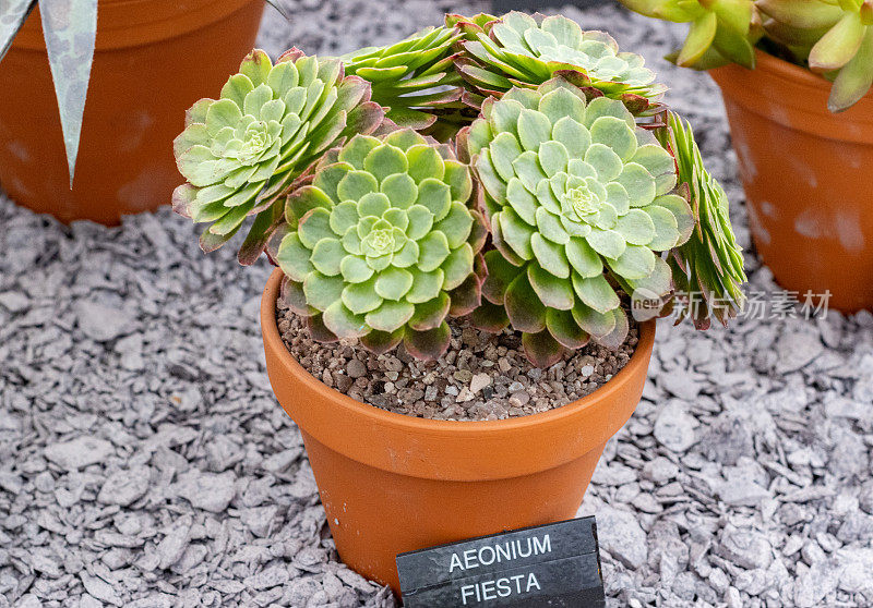 英国伦敦的Aeonium Fiesta